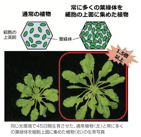 同じ光環境で45日間生育させた、通常植物（左）と常に多くの葉緑体を細胞上面に集めた植物（右）の生育写真