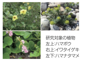 研究対象の植物　左上：ハマボウ　右上：イワタイゲキ　左下：ハマナタマメ