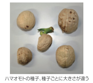 ハマオモトの種子種子ごとに大きさが違う
